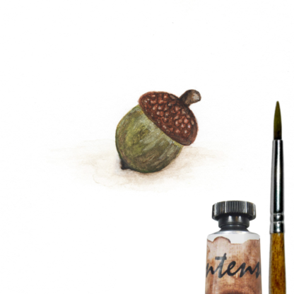 Acorn