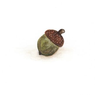 Acorn