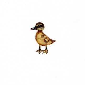 Baby Duck