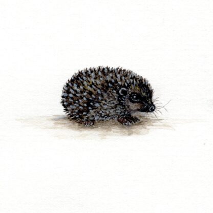 Hedgehog