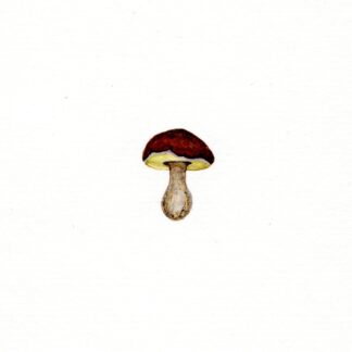 Mushroom