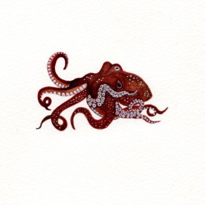 Octopus