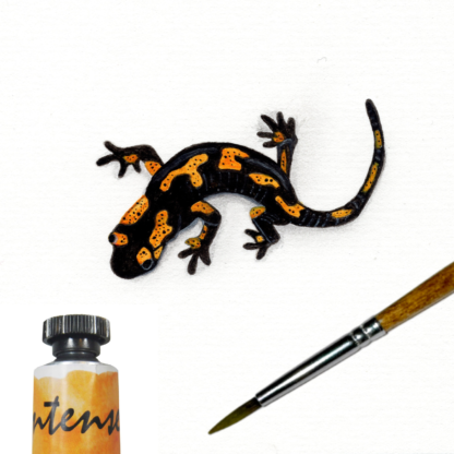 Salamander