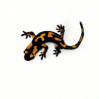 Salamander