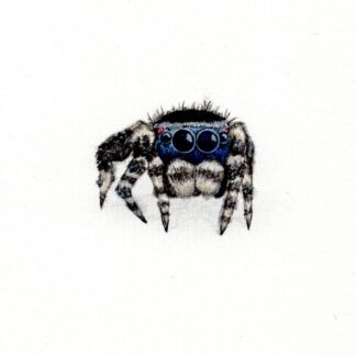 Spider