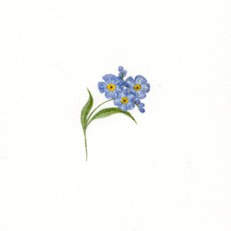 Forget me not flower
