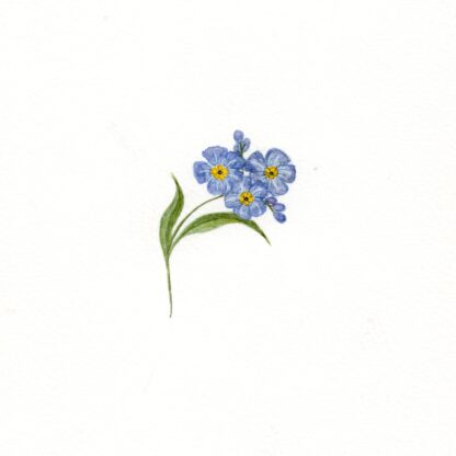 Forget me not flower